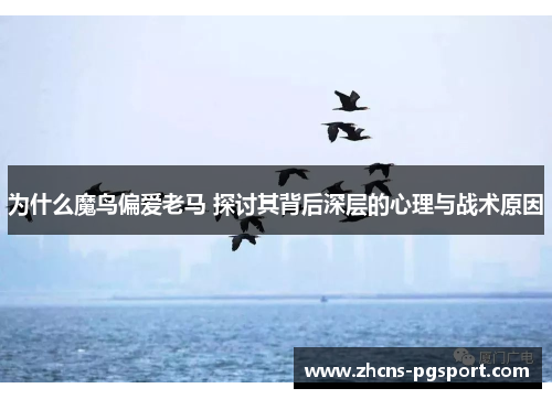 为什么魔鸟偏爱老马 探讨其背后深层的心理与战术原因