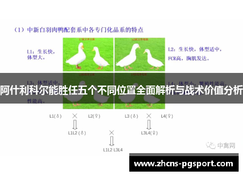 阿什利科尔能胜任五个不同位置全面解析与战术价值分析